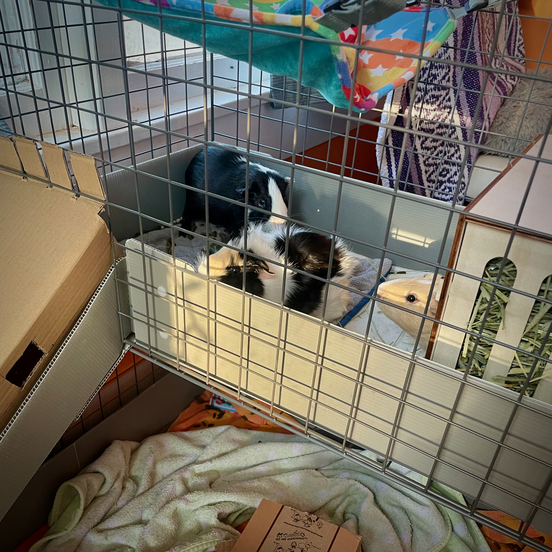 Close view of three Guinea Pigs sitting in cage balcony.